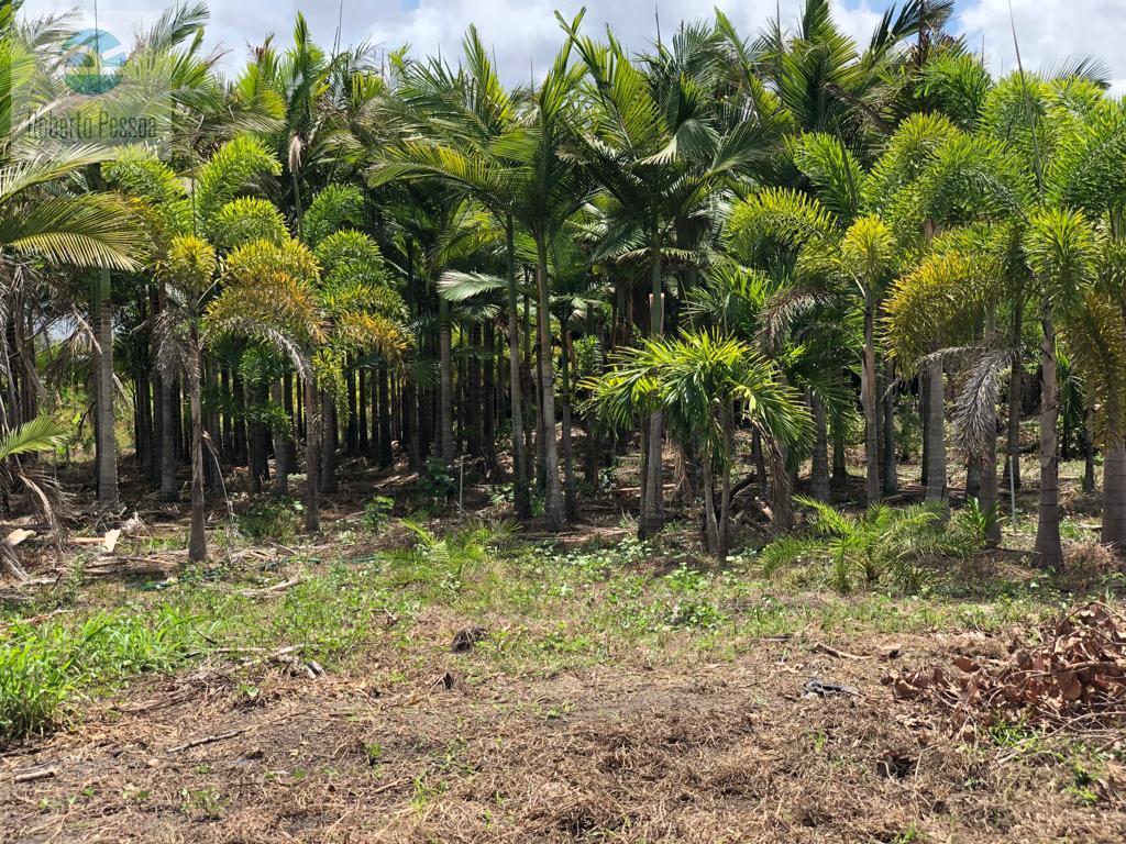 plantio de palmeiras