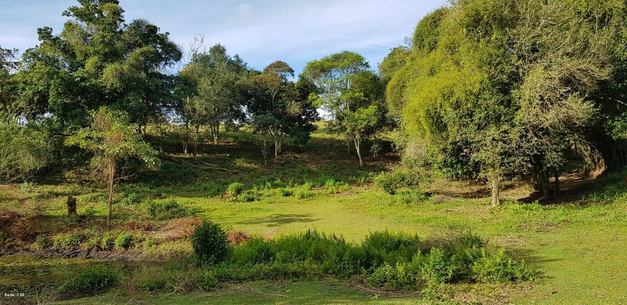 Vegetao terreno