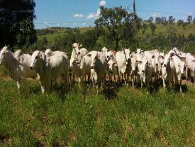 Fazenda para Venda, em Presidente Olegrio, bairro RURAL