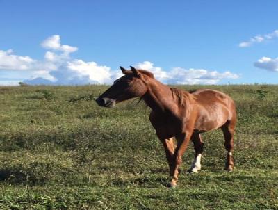 Fazenda para Venda, em Paranatinga, bairro 