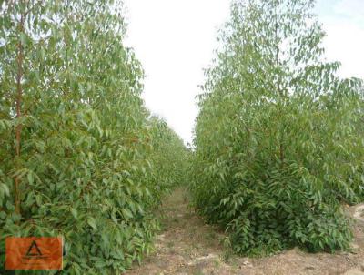 Fazenda para Venda, em So Gonalo do Abaet, bairro Rural