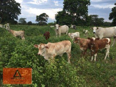 Fazenda para Venda, em Santo Antnio do Leverger, bairro Rural