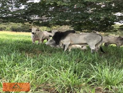 Fazenda para Venda, em Barrolndia, bairro Rural