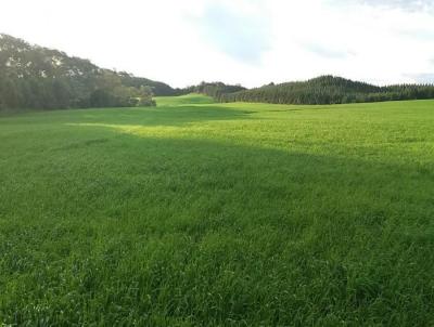 Fazenda para Venda, em Tibagi, bairro .