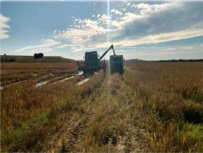 Fazenda para Venda, em , bairro fazenda de arroz