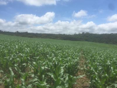 Fazenda para Venda, em Guarapuava, bairro 14 km do asfalto.