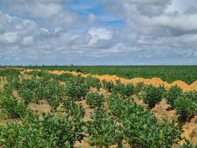 Fazenda para Venda, em Boa Vista, bairro A 44 km de Boa Vista.