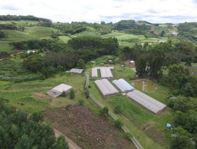 Stio / Chcara para Venda, em Santa Maria do Herval, bairro Padre Eterno Ilges, 4 dormitrios, 4 banheiros