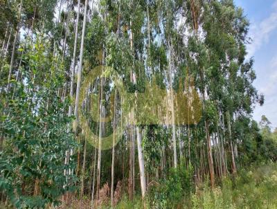 rea Rural para Venda, em Camaqu, bairro Bonito