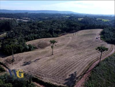 Chcara para Venda, em Balsa Nova, bairro Bugre/Rodeio Santo Antnio