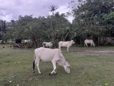 Fazenda para Venda, em Salvaterra, bairro ZONA RURAL