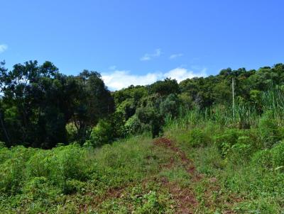 Stio / Chcara para Venda, em Nova Hartz, bairro Solitria Alta