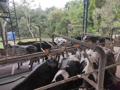 Stio para Venda, em Santa Cruz da Conceio, bairro Rural