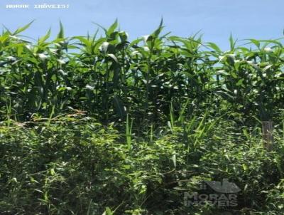 Fazenda para Venda, em Flores de Gois, bairro (Fazendinha)