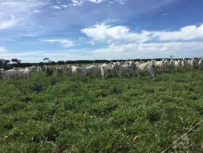 Fazenda para Venda, em Pedras de Maria da Cruz, bairro (Fazendinha)