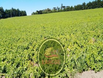 Fazenda para Venda, em , bairro solicite KMZ