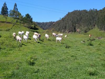 Stio para Venda, em Rio do Campo, bairro Rio do Campo