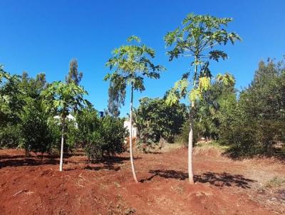 Chcara para Venda, em So Joo do Iva, bairro Rural