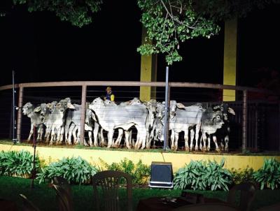 Fazenda para Venda, em Bocaiva, bairro (Fazendinha)