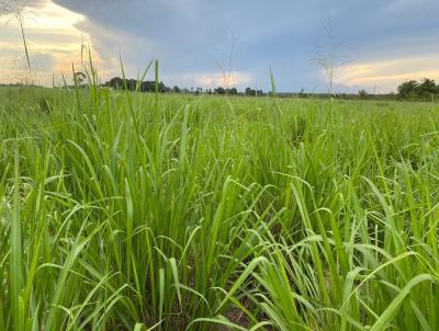 Fazenda para Venda, em Santarm Novo, bairro ZONA RURAL