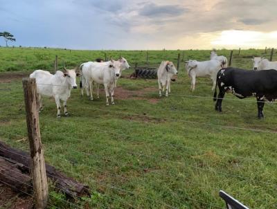 Fazenda para Venda, em Terra Nova do Norte, bairro Rural