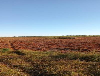 Arrendamento para Locao, em Alta Floresta, bairro Rural