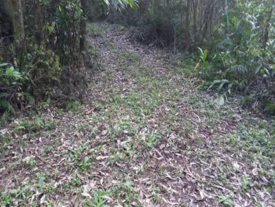 Stio / Chcara para Venda, em Santa Maria do Herval, bairro Vila Nova