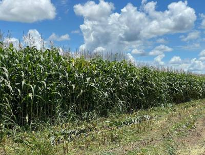 Fazenda para Venda, em Terra Nova do Norte, bairro Rural