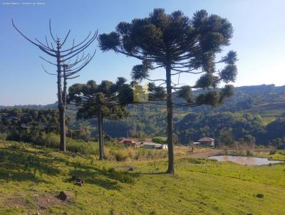 Terreno para Venda, em Santa Maria do Herval, bairro Boa Vista do Herval