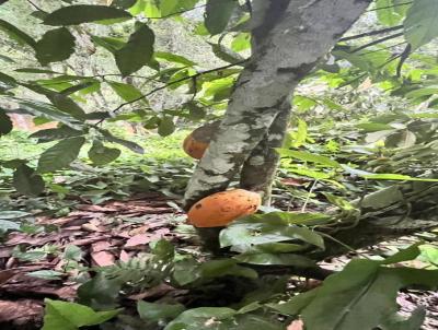 Chcara para Venda, em , bairro Santa Rita do ribeira