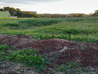 Terreno para Venda, em Santa Tereza do Oeste, bairro SANTA F