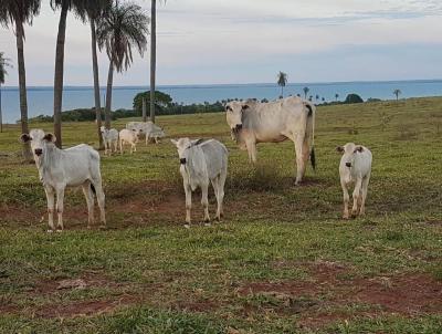 Fazenda para Venda, em Rosana, bairro Zona Rural, 8 dormitrios, 8 banheiros, 5 sutes, 7 vagas