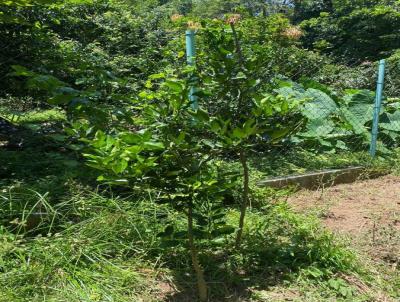 Terreno para Venda, em Campinas, bairro Chcara Bela Vista