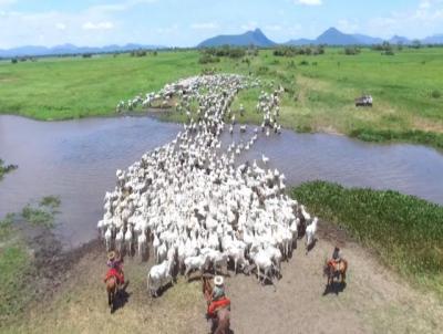 Fazenda para Venda, em Baro de Melgao, bairro Pantanal Motogrossense