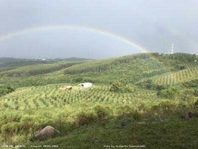 Fazenda para Venda, em Barra do Ribeiro, bairro Alto Douradilho - Barra do Ribeiro - RS, 6 dormitrios, 5 banheiros, 1 sute, 5 vagas