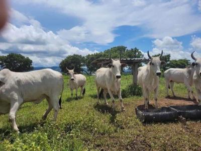 Fazenda para Venda, em Cuiab, bairro Rural