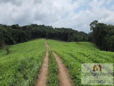 rea Rural para Venda, em Piedade, bairro Vila Elvio