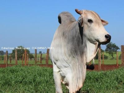 Fazenda para Venda, em Araçariguama, bairro Rodovia Castelo Branco