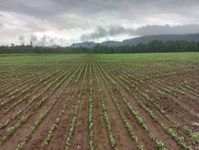 Fazenda para Venda, em Novo Progresso, bairro Zona Rural