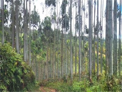 Fazenda para Venda, em Vidal Ramos, bairro Zona Rural