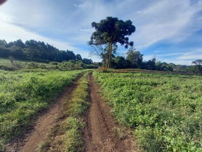 Stio / Chcara para Venda, em Santa Maria do Herval, bairro Boa Vista do Herval