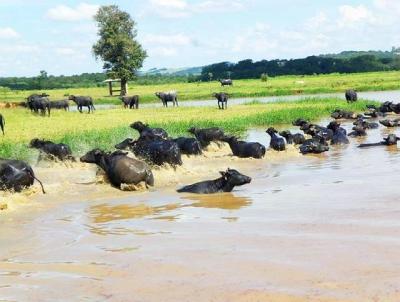 Fazenda para Venda, em , bairro ZONA RURAL