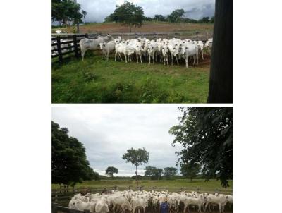 Fazenda para Venda, em Pocon, bairro ZONA RURAL