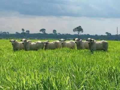 Fazenda para Venda, em Jaciara, bairro Rural