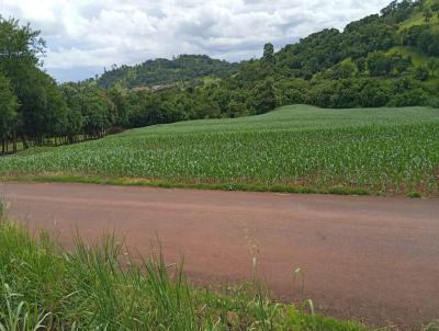 Chcara para Venda, em Medianeira, bairro Linha Sol e Ouro