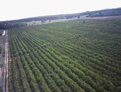 rea Rural para Venda, em So Mateus, bairro Zona Rural