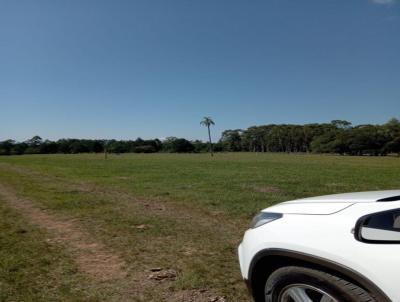 Stio / Chcara para Venda, em Gravata, bairro PASSO DOS PINTO