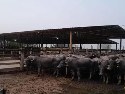 Fazenda para Venda, em Registro, bairro Centro