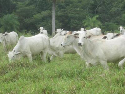 Fazenda para Venda, em Corumb, bairro Albuquerque