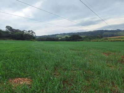 Chcara para Venda, em Medianeira, bairro Zona Rural